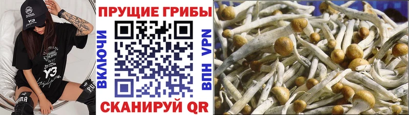 Галлюциногенные грибы Cubensis  Кимовск 